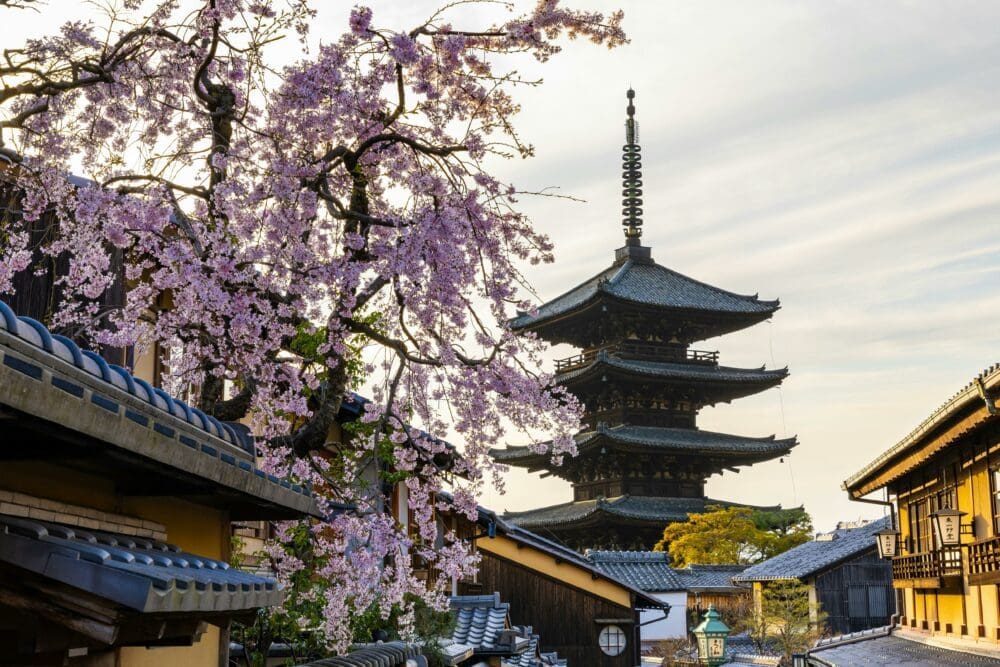 Yasaka pagoda in Kyoto framed by cherry blossom, Japan