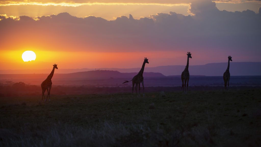 Giraffes silhouetted at sunset in the Maasai Mara, Kenya